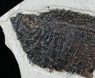 Dark Diplomystus Fossil Fish - Utah #6911-1